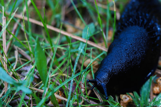 Esp&eacute;cie de lesma (molusco) preto em Portugal. 