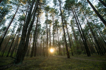 Evening scenic forest lit by the setting sun