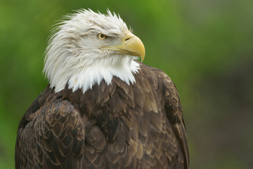 Bald eagle portrait (Haliaeetus leucocephalus)