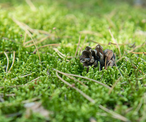 Fallen fir cone and fir needles closeup on the green grass in the forest, background
