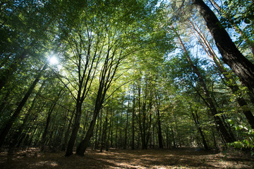 Fototapeta premium The sun's rays make their way through the green foliage of the forest