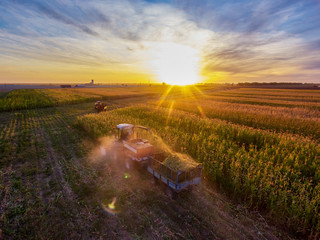 Harvesting of Sorghum. Combine harvesters agricultural machines collecting Sorghum on the field....