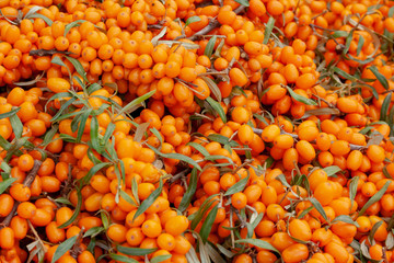 Branch with berries of sea buckthorn and green leaves. Background close up.
