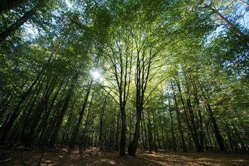 Fototapeta na wymiar The sun's rays make their way through the green foliage of the forest