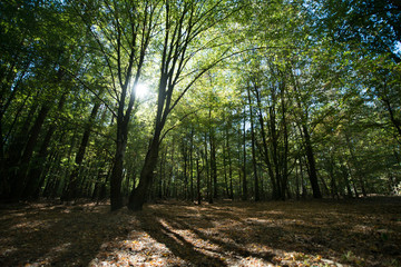The sun's rays make their way through the green foliage of the forest