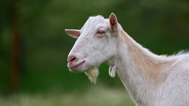 Goat portrait on blurred meadow background