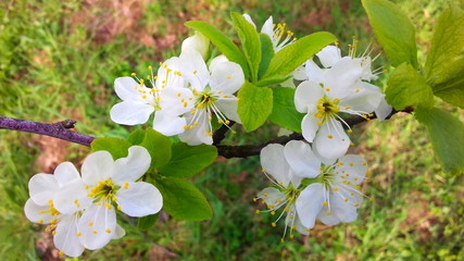 plum blossoms, spring plum blossom, white flowers