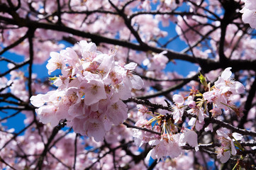 cherry blossom in spring