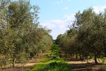 Fototapeta na wymiar Picture of an olive grove between rows