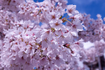 cherry blossom