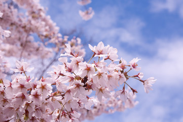 cherry blossom