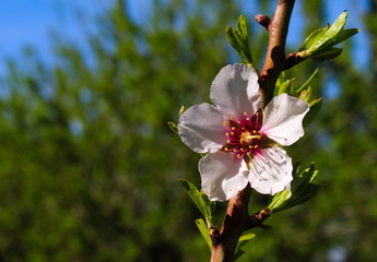 almond flower on a branch in an almond orchard,