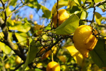lemons on a branch in an orchard