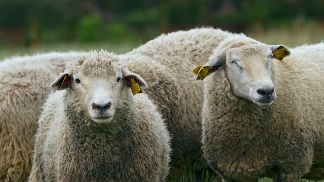Sheep couple ruminating in meadow