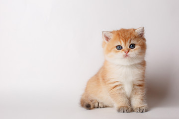 cute little ginger kitten on a white background, cute pets concept	