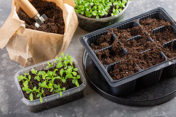 Dive flower sprouts into individual pots. Aster seedlings picking.  Sprout transplant. Springtime, gardening concept.