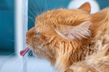 Red cat drinks tap water in the bathroom