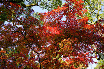 日本楓の紅葉