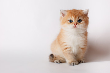 Obraz na płótnie Canvas cute little ginger kitten on a white background, cute pets concept 