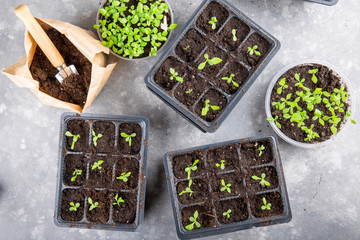 Dive flower sprouts into individual pots. Aster seedlings picking.  Sprout transplant. Springtime, gardening concept.