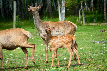 Naklejka na ściany i meble Baby deer standing with a female deer. Katon-Karagay National Park. Kazakhstan.