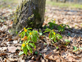 Close-up of spring yellow flowers in a park.