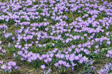 Glade of violet crocuses in the park