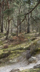 Mer des sables Poligny Forêt de Fontainebleau France