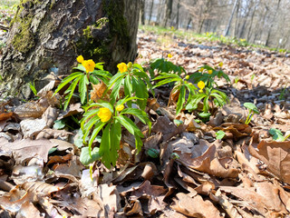 Close-up of spring yellow flowers in a park.