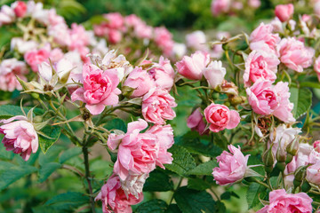 Pink shrub roses bloom in the garden