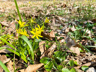 Close-up of spring yellow flowers in a park.