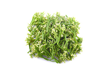 Ceylon Spinach on white background