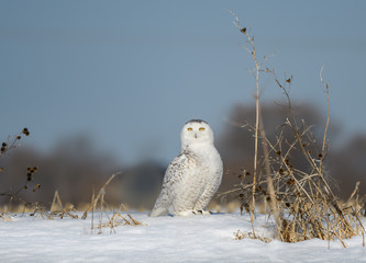 Female Snowy Owl Sitting on Snow Field in Winter