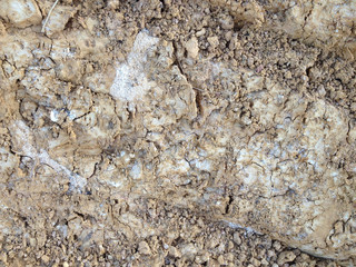 found salt in dry saline land after dig the pond using for case study of soil survey.