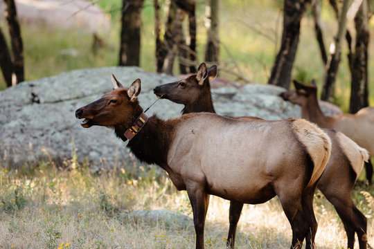Elk tracking collars on elk in Rocky Mountain National Park © Drake Fleege