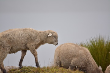 Obraz premium sheep in a field