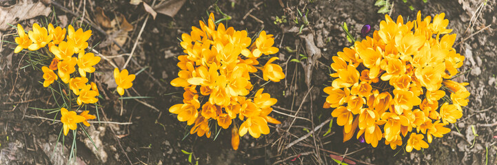 Panoramic view to spring flowers in the forest. Yellow blooming crocuses in the forest background. Spring day, dolly shot, close up, shallow depths of the field