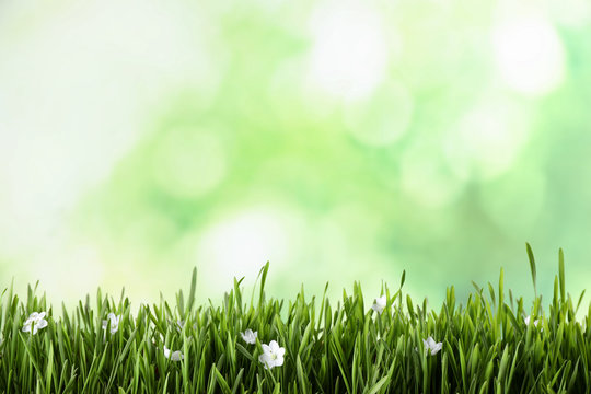 Fresh green grass and white flowers on blurred background, space for text. Spring season