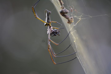 spider on a web