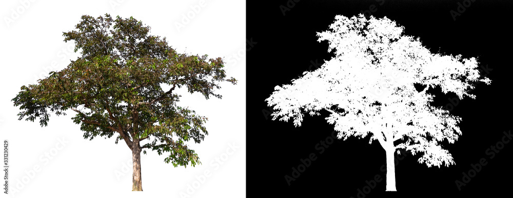 Poster isolated tree on white background with clipping path