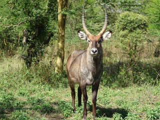 Obraz premium deer in the forest