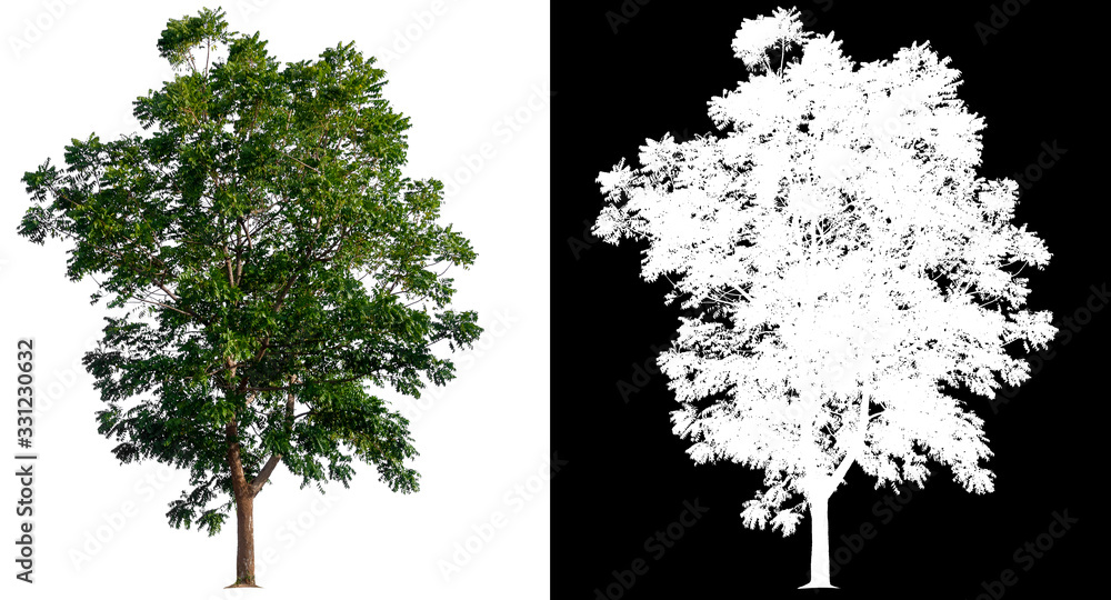 Aufkleber isolated tree on white background with clipping path