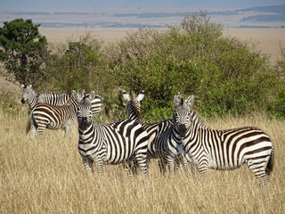 Fototapeta na wymiar zebra in masai mara national park of kenia