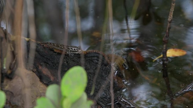 Mudskipper in mangrove forest. Mahe Island Seychelles.