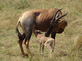Naklejka na ściany i meble newborn antelope eating in kenia, africa