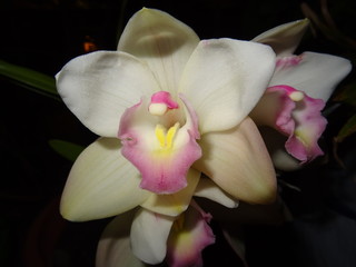 white orchid at nigth