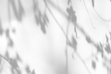 Blurred overlay effect for for natural light photo effects. Gray shadows of cherry tree blooming...