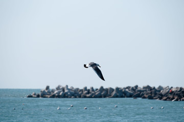 A seagull in the sea of Busan