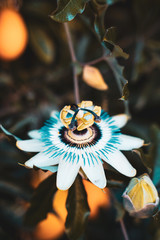 Flor en verano