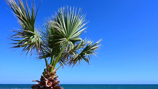 Palm trees in Larnaca beach, Cyprus island